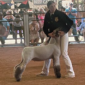 FFA Light Weight Reserve Champion Market Lamb
Stanislaus County Fair